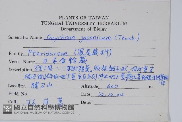 日本金粉蕨藏品圖，第2張