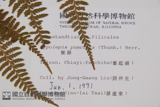 姬蕨藏品圖，第2張