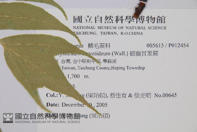 細齒貫眾蕨藏品圖，第2張