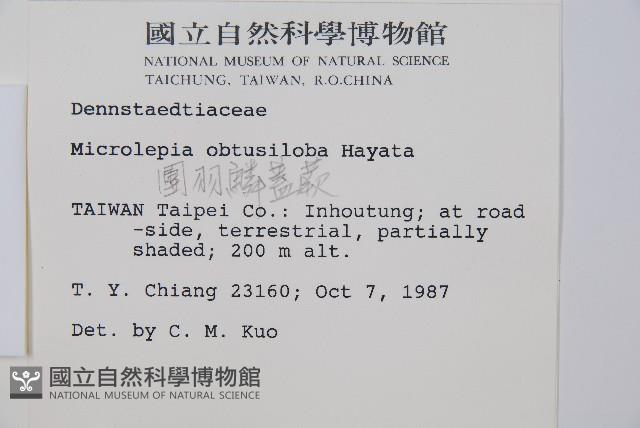 團羽鱗蓋蕨藏品圖，第2張