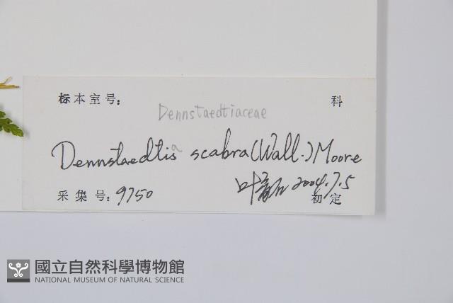 碗蕨藏品圖，第2張