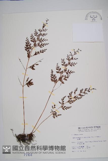 烏蕨藏品圖，第1張