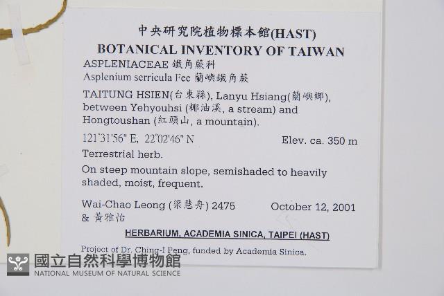 蘭嶼鐵角蕨藏品圖，第2張