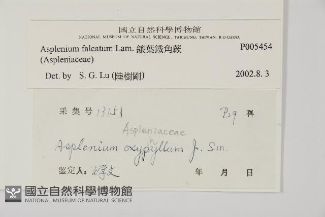 鐮葉鐵角蕨藏品圖，第2張