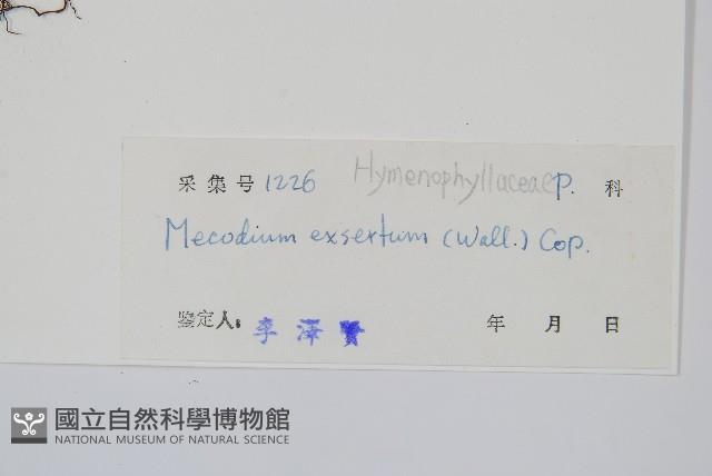 毛蕗蕨藏品圖，第2張