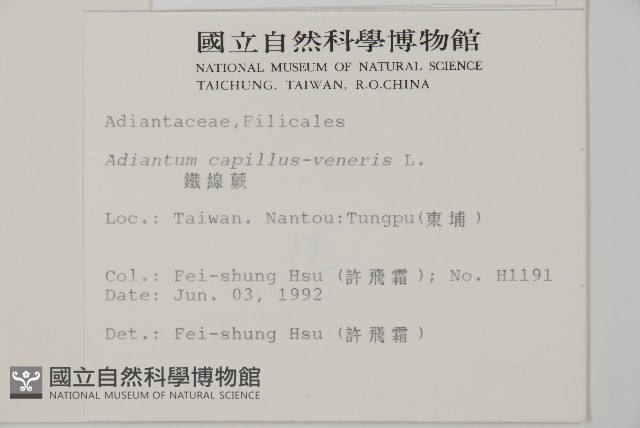 鐵線蕨藏品圖，第2張