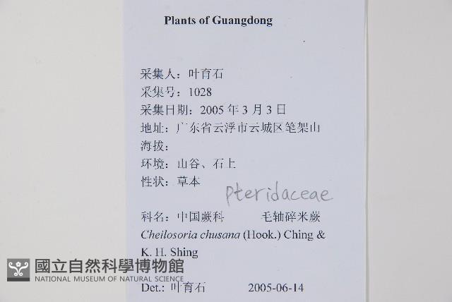 毛軸碎米蕨藏品圖，第2張