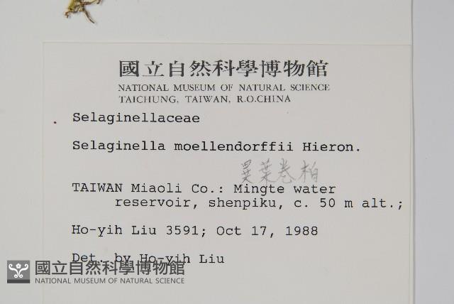 異葉卷柏藏品圖，第2張