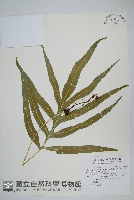 大線蕨藏品圖，第1張