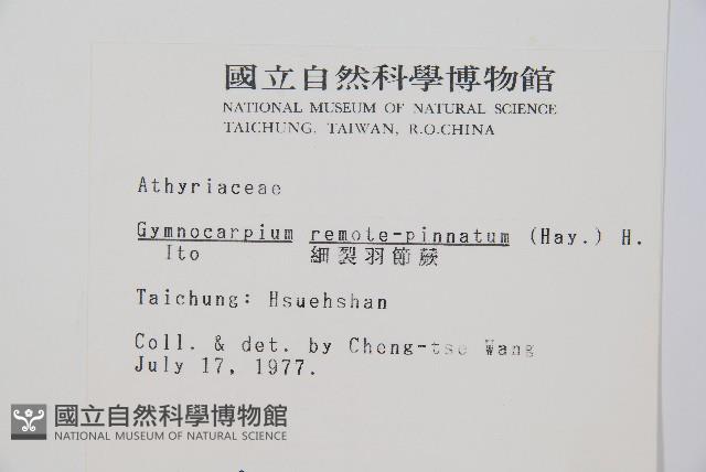 細裂羽節蕨藏品圖，第2張