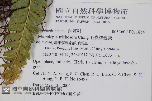 毛囊鱗蓋蕨藏品圖，第2張