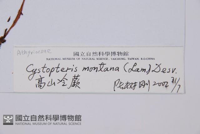 高山冷蕨藏品圖，第2張