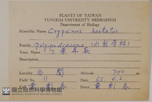 三葉茀蕨藏品圖，第2張