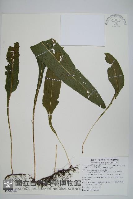 萊氏線蕨藏品圖，第1張