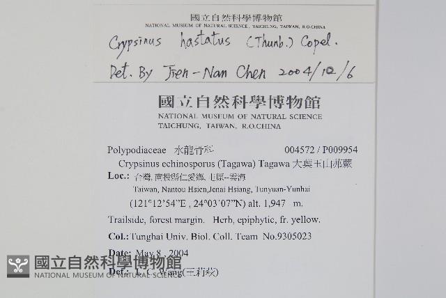 三葉茀蕨藏品圖，第2張