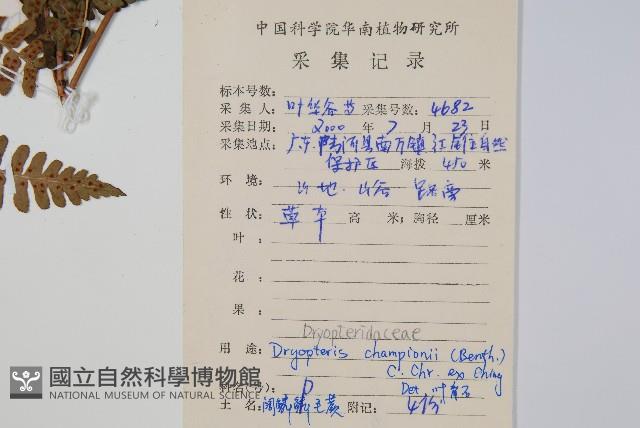 闊鱗鱗毛蕨藏品圖，第2張