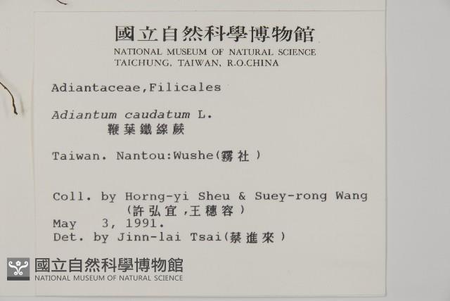 鞭葉鐵線蕨藏品圖，第2張