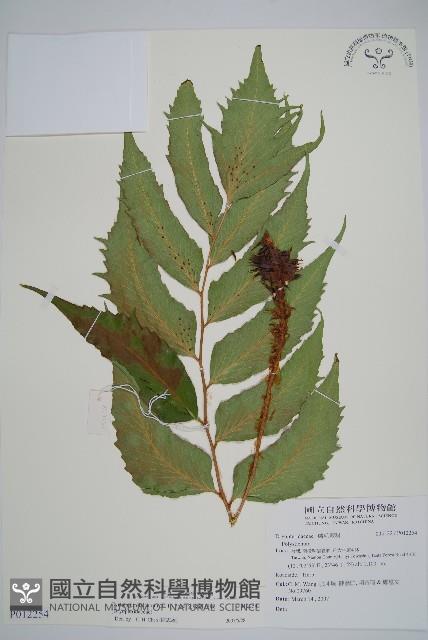 全緣貫眾蕨藏品圖，第1張