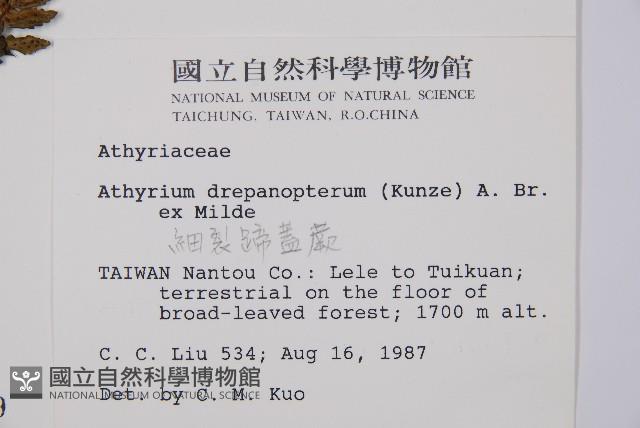 細裂蹄蓋蕨藏品圖，第2張