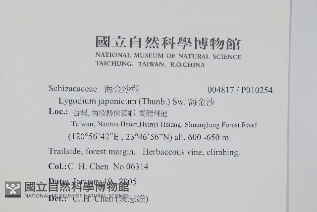 海金沙藏品圖，第2張