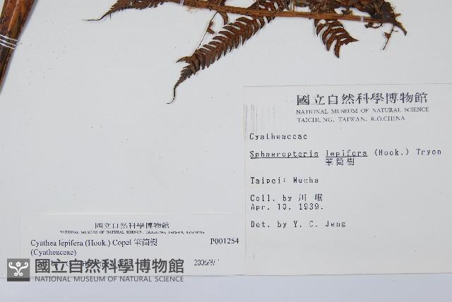 筆筒樹藏品圖，第2張