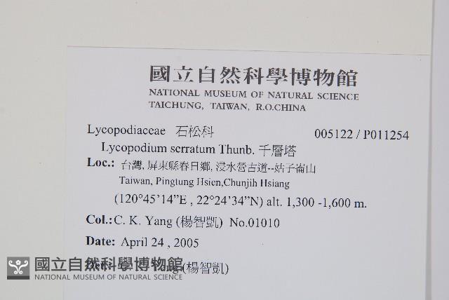 千層塔藏品圖，第2張