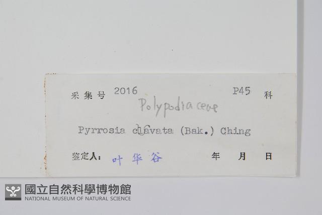 光石韋藏品圖，第2張