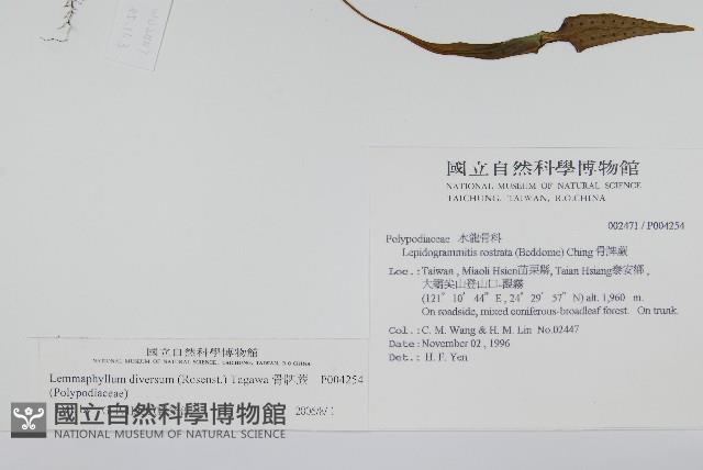 骨牌蕨藏品圖，第2張