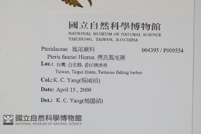 傅氏鳳尾蕨藏品圖，第2張