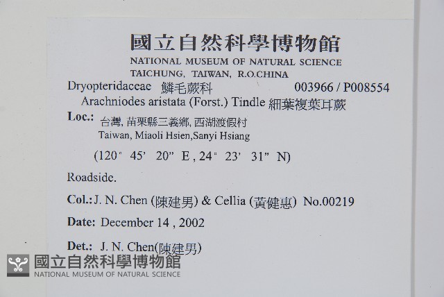 細葉複葉耳蕨藏品圖，第2張