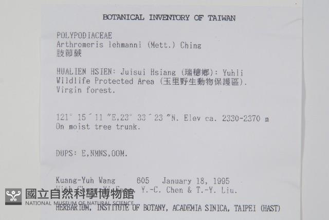 肢節蕨藏品圖，第2張