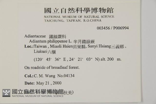 半月形鐵線蕨藏品圖，第2張