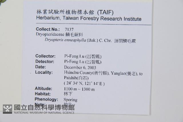 頂羽鱗毛蕨藏品圖，第2張