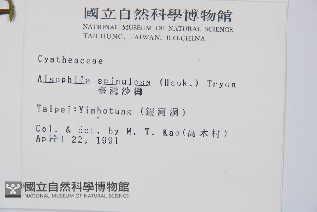臺灣桫欏藏品圖，第2張