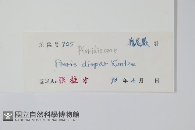 天草鳳尾蕨藏品圖，第2張