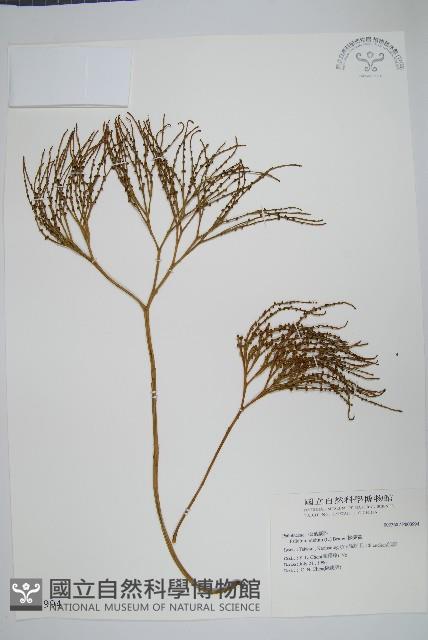 松葉蕨藏品圖，第1張