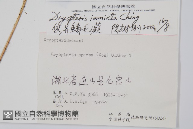 假異鱗毛蕨藏品圖，第2張
