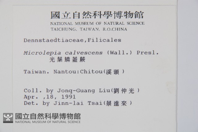 光葉鱗蓋蕨藏品圖，第2張