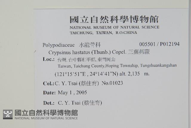 三葉茀蕨藏品圖，第2張