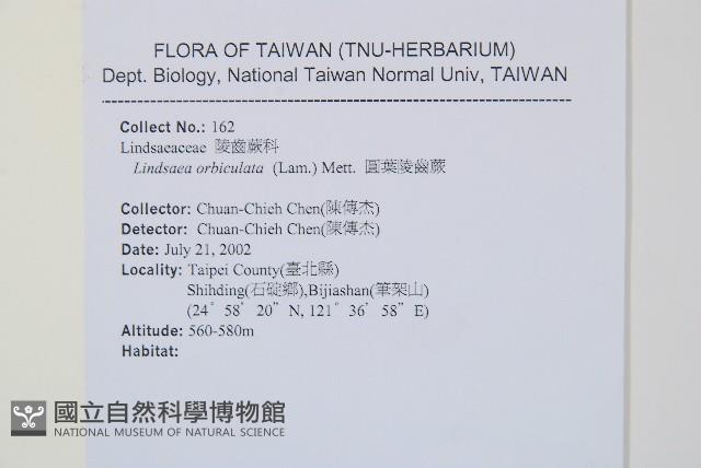 圓葉陵齒蕨藏品圖，第2張