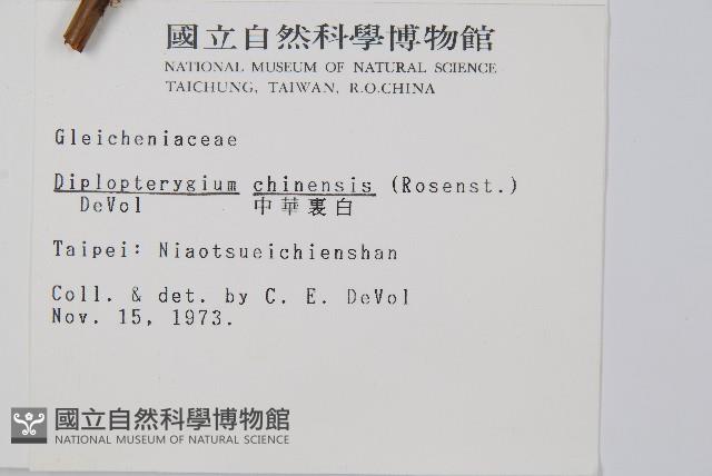 中華裡白藏品圖，第2張