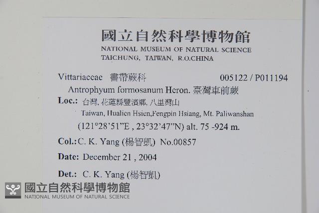 臺灣車前蕨藏品圖，第2張