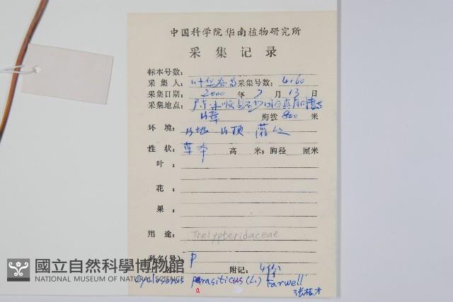 密毛毛蕨藏品圖，第2張