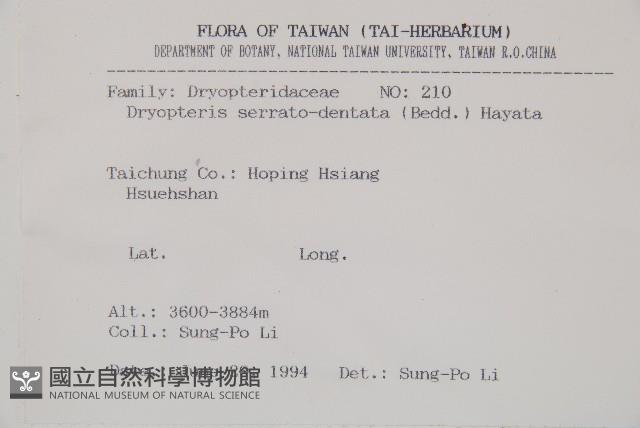 鋸齒葉鱗毛蕨藏品圖，第2張