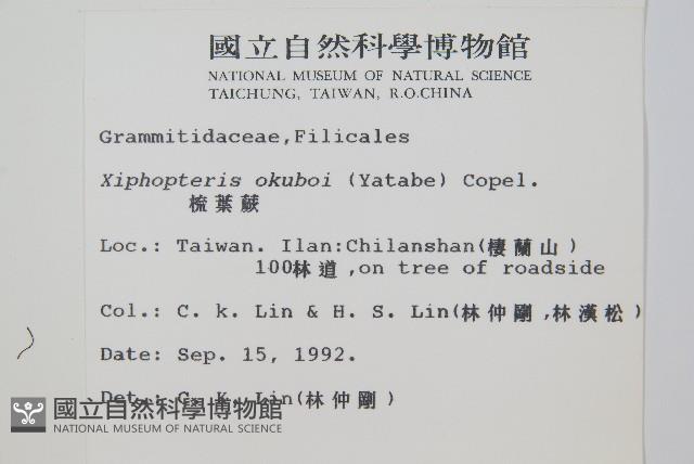 梳葉蕨藏品圖，第2張