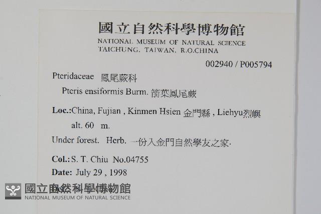 箭葉鳳尾蕨藏品圖，第2張