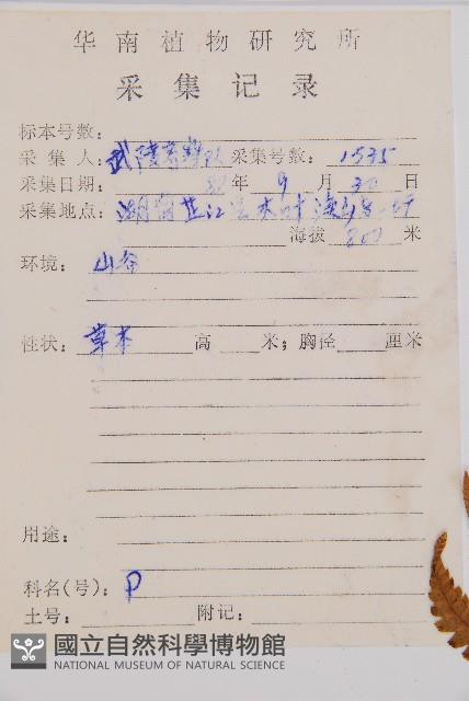 假蹄蓋蕨藏品圖，第2張