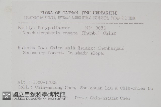 扇蕨藏品圖，第2張