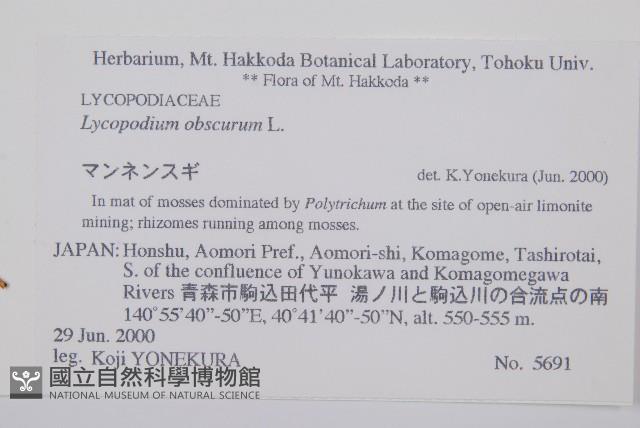玉柏、玉柏石松藏品圖，第2張