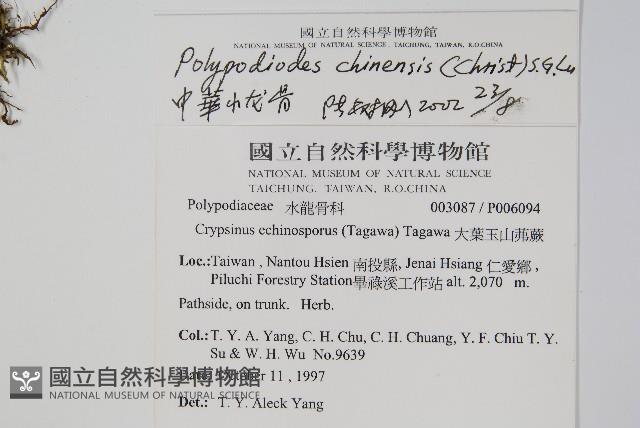 中華水龍骨藏品圖，第2張